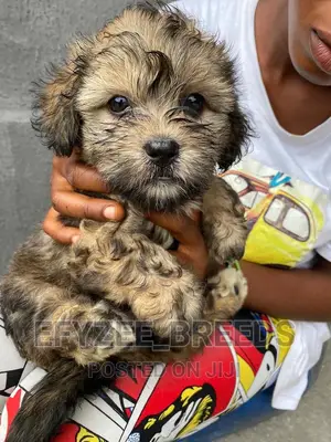 Male Purebred Lhasa Apso