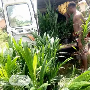 Dwarf Tenera Oil Palm Seedlings