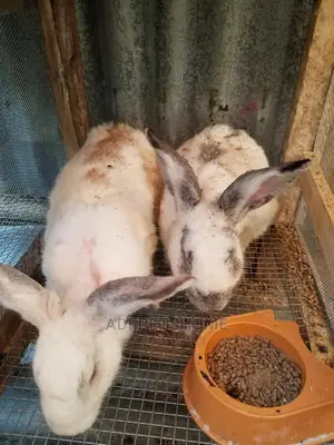 Good Breed Foreign Rabbits for Sale