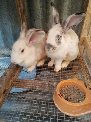 Giant Rabbits For Sale