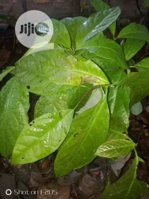 Hybrid Avocado Pear