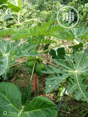 Dwarf Pawpaw Australia Seedlings