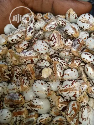 Castor Seeds - White Hybrid