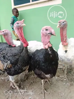 Very Big Celebration Turkeys