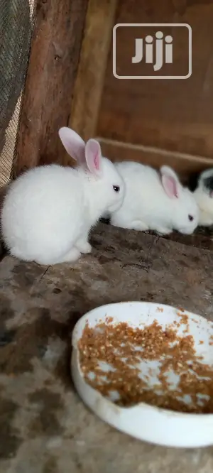 Olabams Rabbit Farm