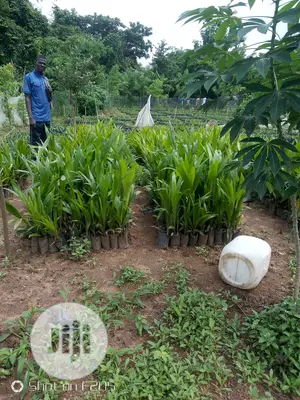 Oyebuk Farm Project and Nursery Garden No