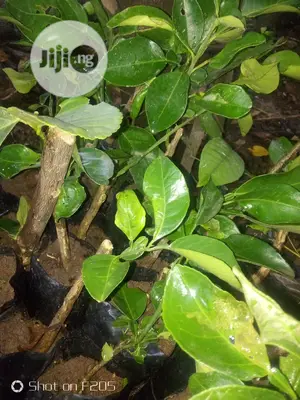 Budded Sweet Orange Seedlings