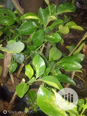 Budded Sweet Orange Seedlings