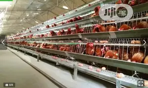 China Factory Poultry Cages Poultry Farm Equipment