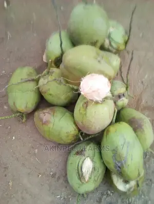 Coconut Water-Fresh Undiluted