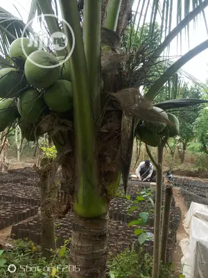 Dwarf Coconut Seedlings