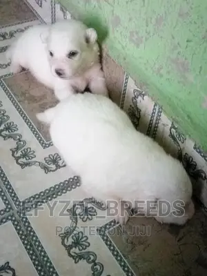 Baby Male Purebred Samoyed