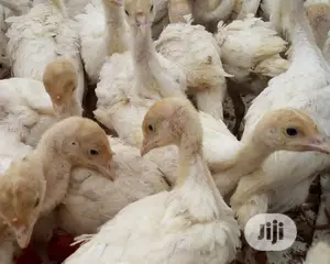 4wks Imported Turkey N Local Turkeys