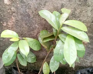 SWEET ORANGE/ORCHARD SEEDLINGS. Sour Sop, Tangelo,Etc.