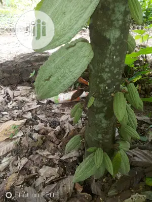 Hybrid Cocoa Seedlings
