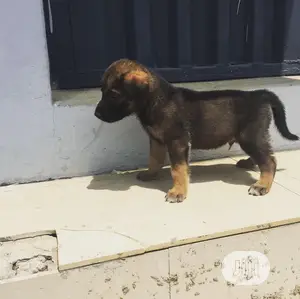 Male Purebred German Shepherd