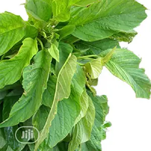 GREEN ( TETE ) Amaranthus Vegetable Seeds