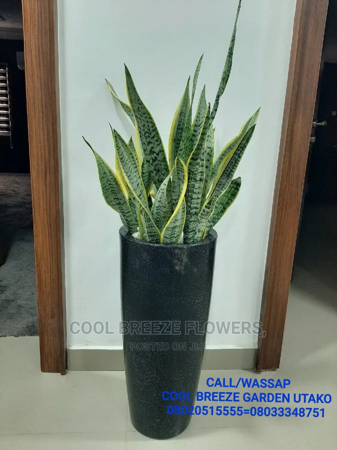 Air Purifying Plants