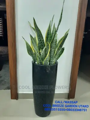 Air Purifying Plants