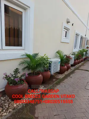 Air Purifying Plants