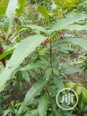 Mango Seedlings