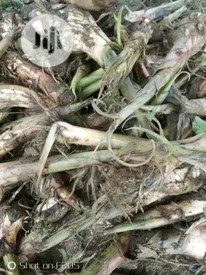 Elephant Giant Plantain Suckers