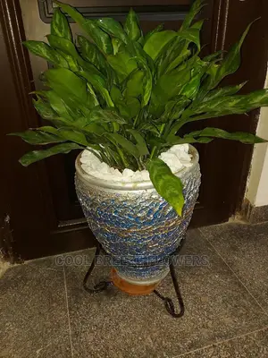 Air Purifying Plants
