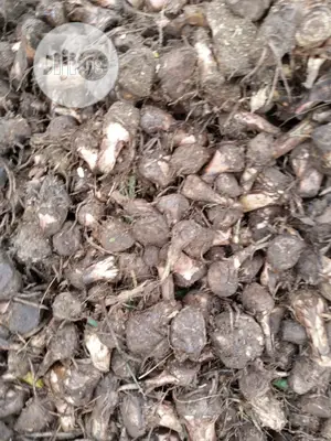 Hybrid Plantain Suckers