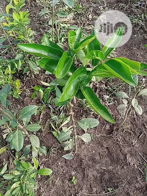 Budded Citrus Seedlings