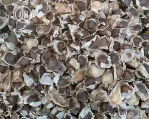 Moringa Seeds