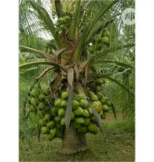 Introducing the Dwarf Coconut