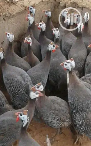 Guinea Fowl