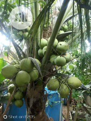 Hybrid Coconut