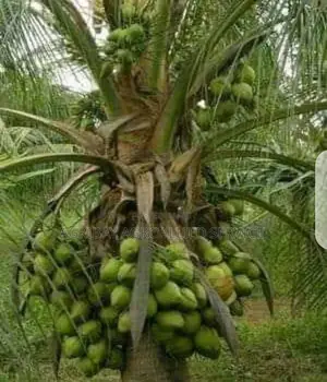 Hybrid Dwarf Coconut Seedlings