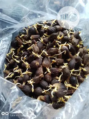 Tennera Hybrid Sprouted Oil Palm Seeds