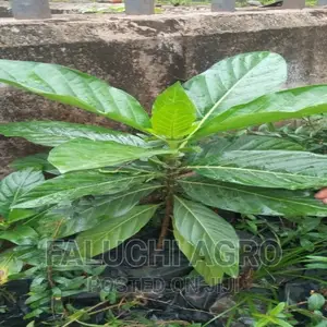 Noni Seedlings