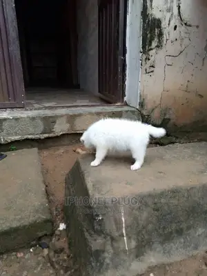 3-6 months Male Purebred American Eskimo