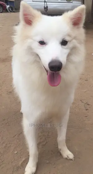 1+ year Male Purebred American Eskimo