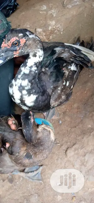Muscovy Ducks or Native Ducks