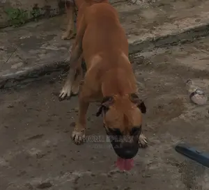 Dog