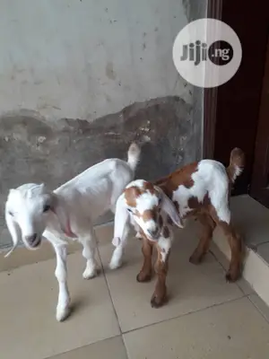 All Kind of Goat and Sheep Are Available