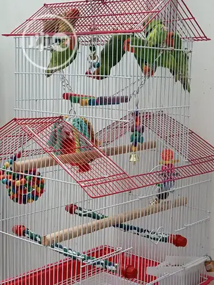 Well Healthy Lovely Colorful Birds Is Available for Sales