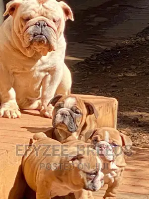 1-3 months Male Purebred Bulldog