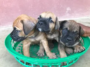 0-1 month Female Purebred Boerboel
