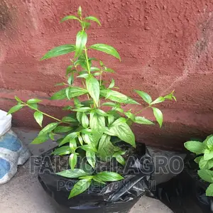 King of Bitters Seedlings and Fresh Leaf Herbs