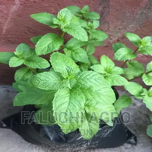 Fresh Mint Leaves and Seedlings
