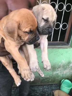 1-3 months Male Purebred Bullmastiff