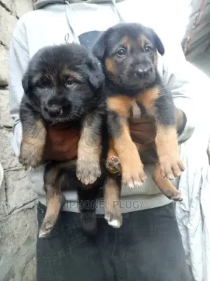 3-6 months Female Purebred German Shepherd