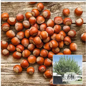 Hazel Nuts Packed With Vitamin E,Protein,Dietary Fibre 250g