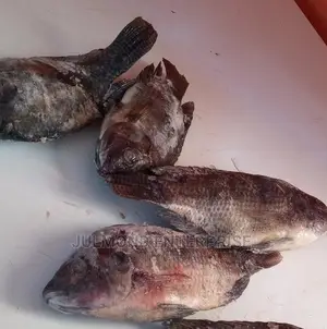 Tilapia Fish